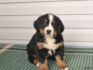 Bernese Mountain Dog dogs - Ad 17