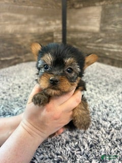 Yorkshire Terrier dogs for sale: Mark - Ad 1