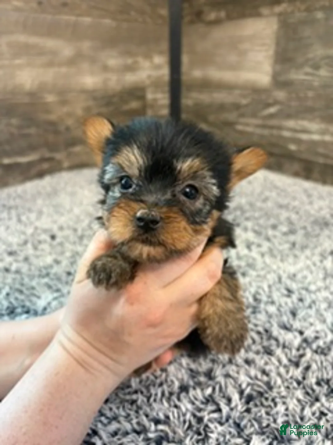 Yorkshire Terrier dogs for sale: Mark - Ad 1