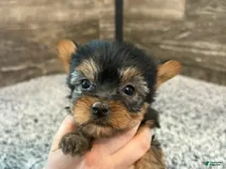 Yorkshire Terrier dogs for sale: Mark - Ad 1