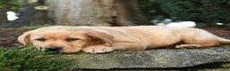 Labrador Retriever dogs for sale: Augustus - Ad 3