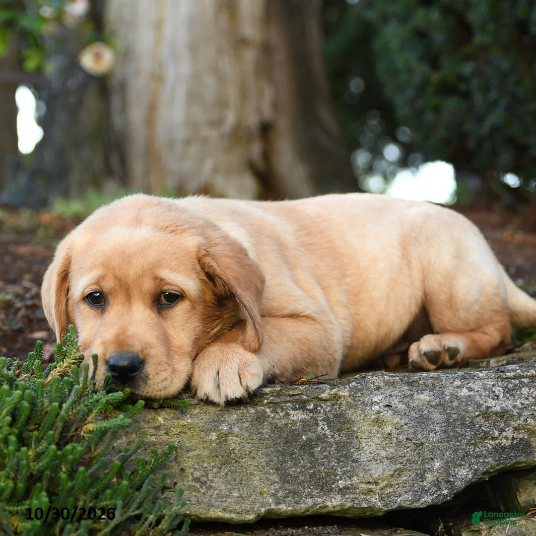 Labrador Retriever dogs for sale: Augustus - Ad 3