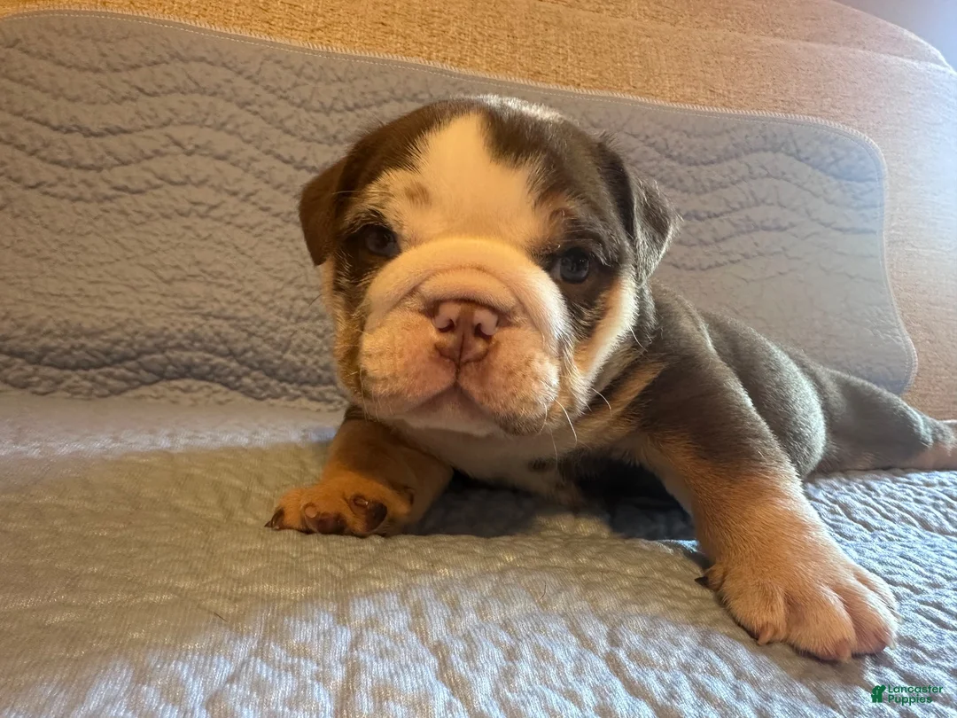 English Bulldog dogs for sale: Kane - Ad 2