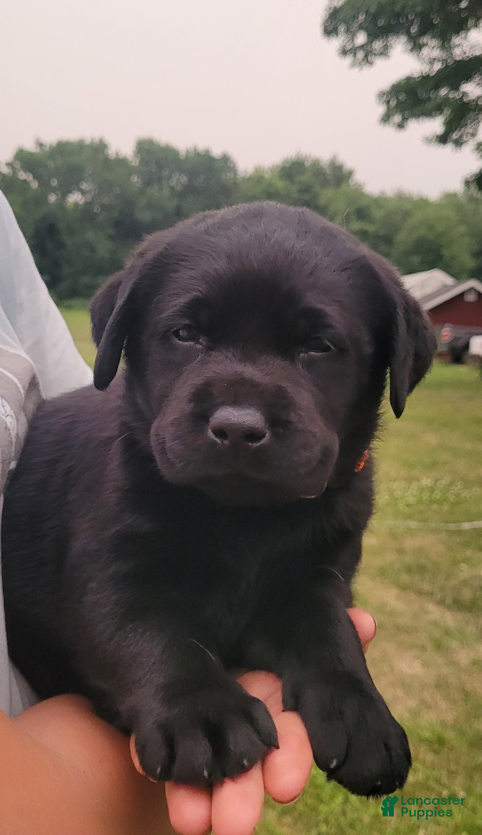 Labrador Retriever dogs Morgan  - Ad 1