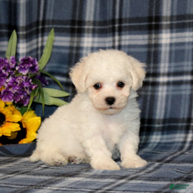Bichon Frise dogs Falcon - Ad 1