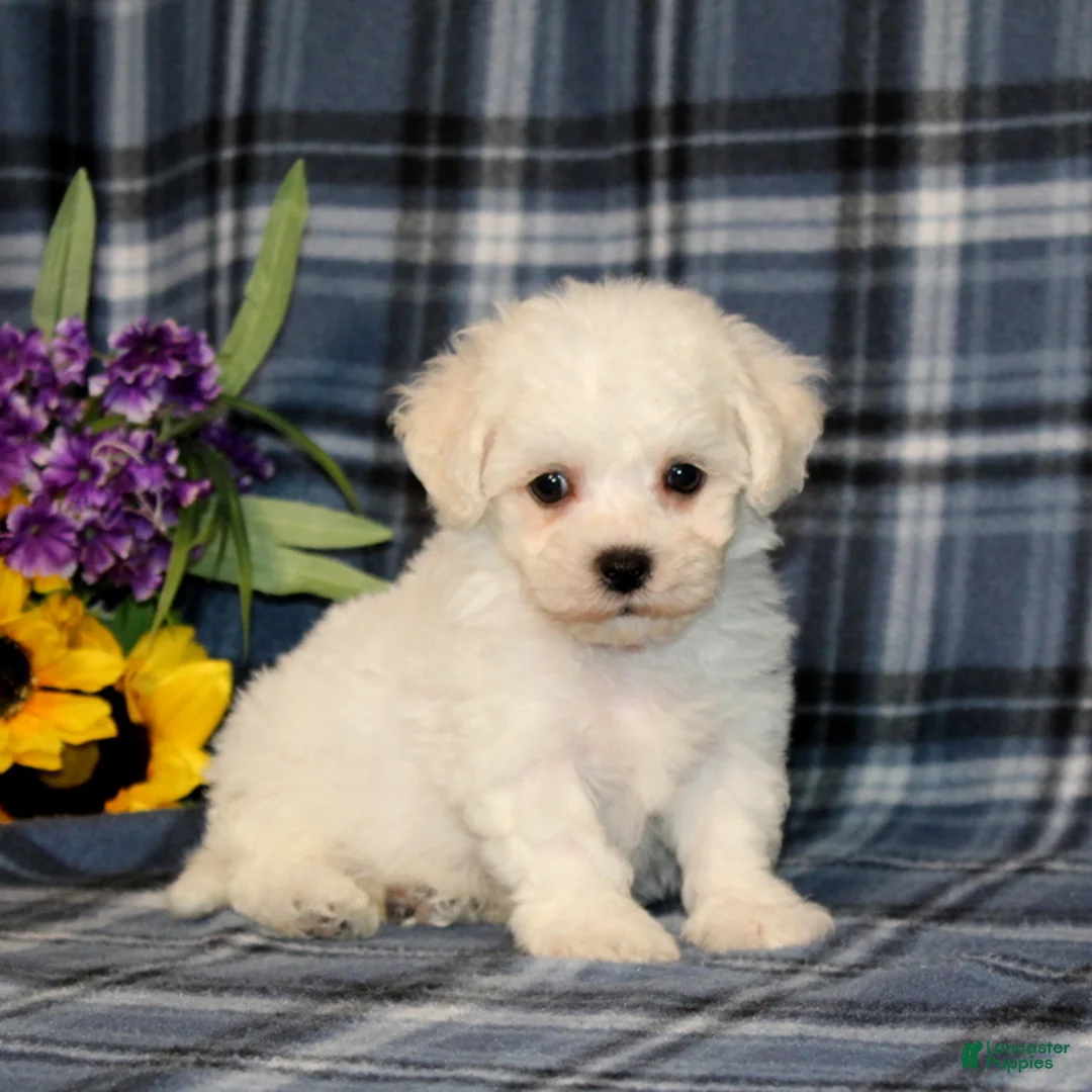 Bichon Frise dogs for sale: Falcon - Ad 1
