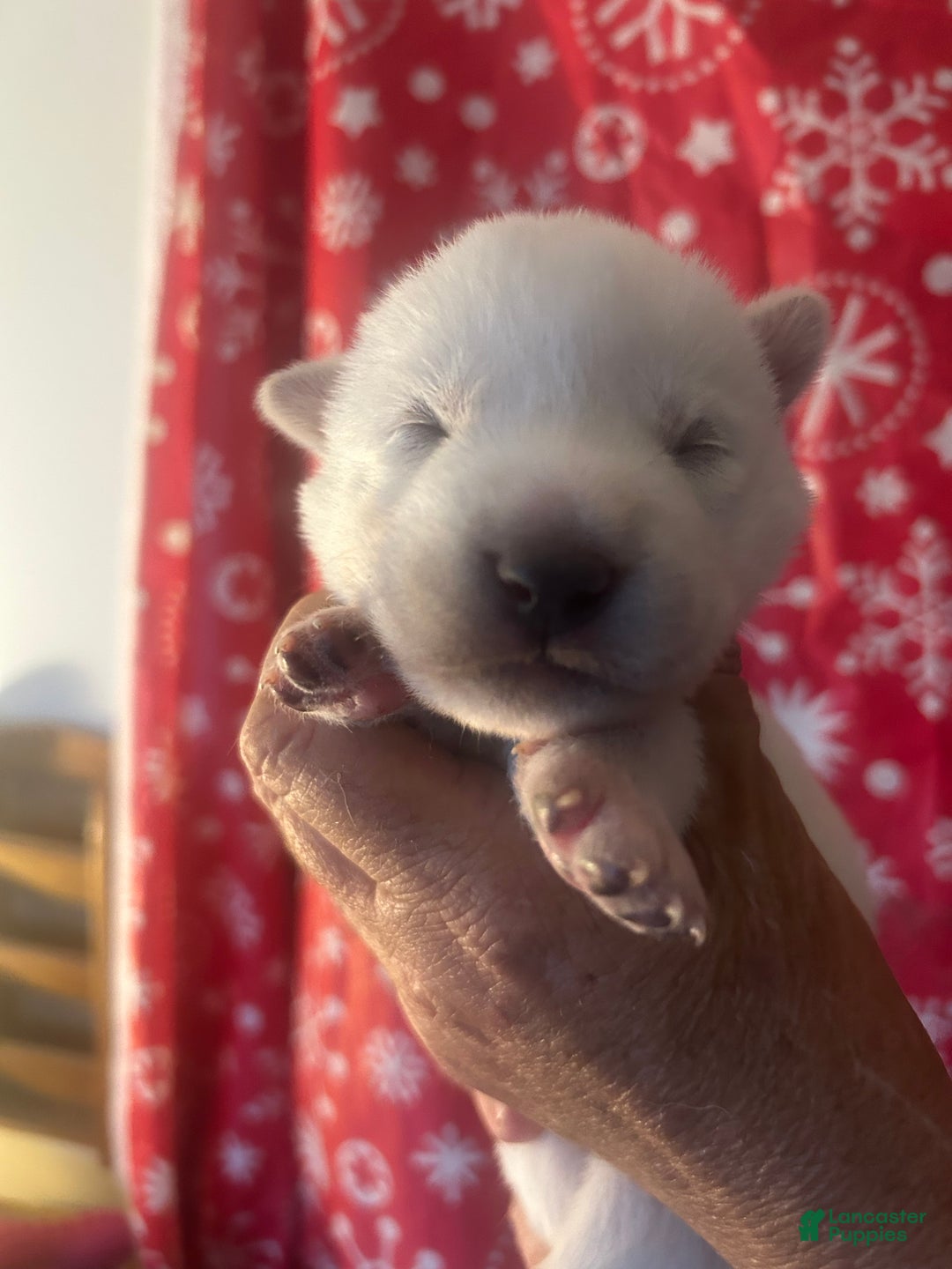 Gerberian Shepsky dogs for sale: BentleyGerberian Shepsky Puppy 5 - Ad 1