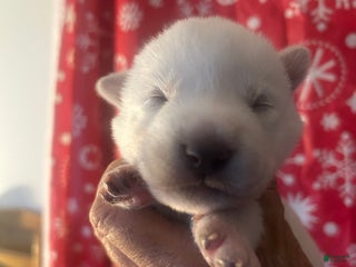 Gerberian Shepsky dogs BentleyGerberian Shepsky Puppy 5 - Ad 7