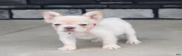 French Bulldog dogs for sale: Buttercup - Ad 4