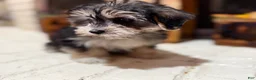 Morkie dogs for sale: 1 Greg - Ad 5