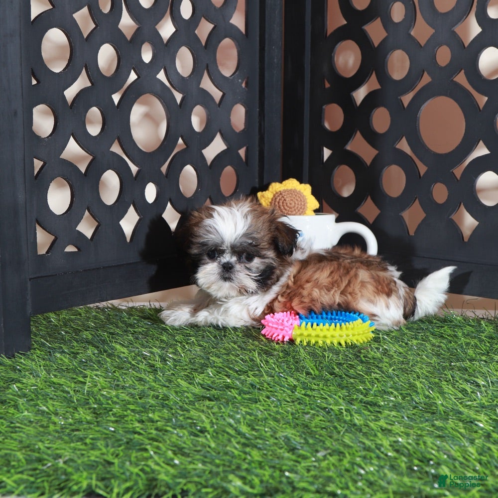 Shih Tzu dogs Allie Sweet Imperial Shihtzu  - Ad 2