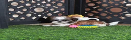 Shih Tzu dogs for sale: Allie Sweet Imperial Shihtzu  - Ad 2