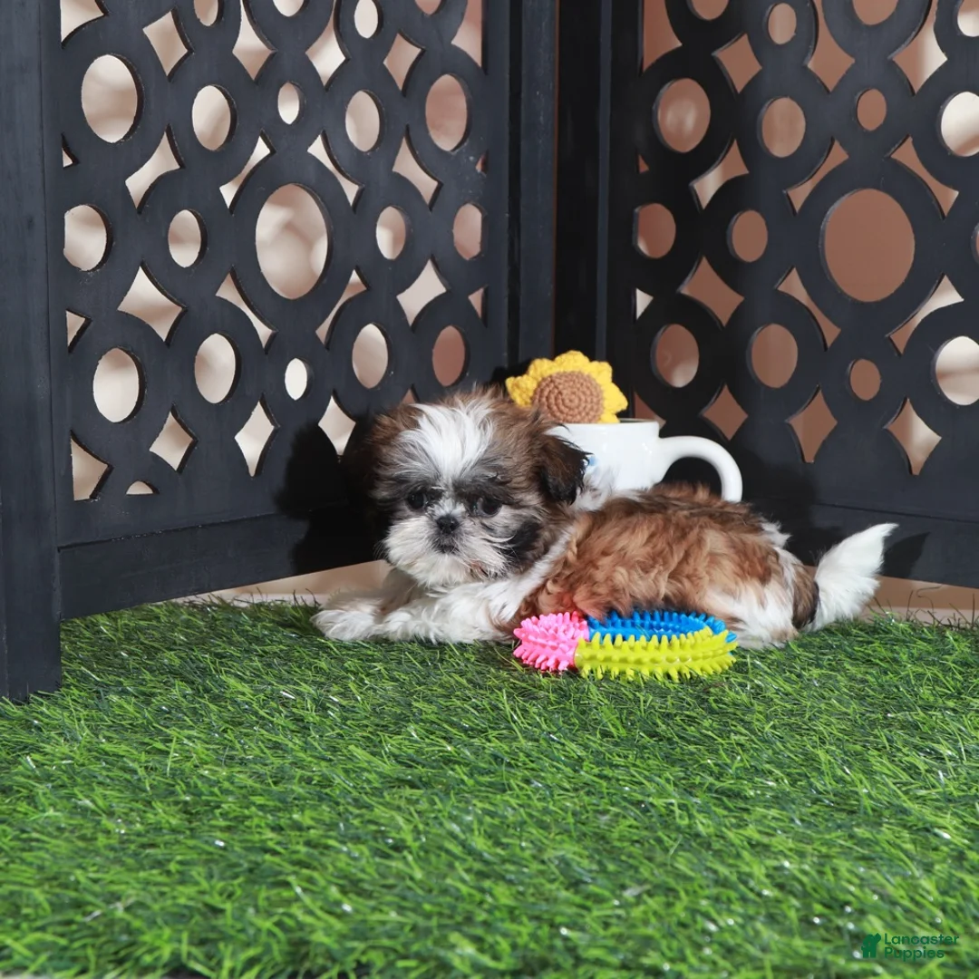 Shih Tzu dogs for sale: Allie Sweet Imperial Shihtzu  - Ad 2