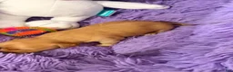 Dachshund dogs for sale: Dachshund 3 - Ad 6