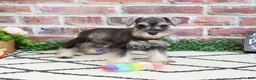 Miniature Schnauzer dogs for sale: Ava  - Ad 5
