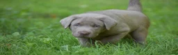 Labrador Retriever dogs for sale: Bear - Ad 5