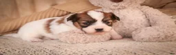 Papillon dogs for sale: Romeo Papillon  - Ad 4