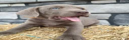 Labrador Retriever dogs for sale: Smasher - Ad 1