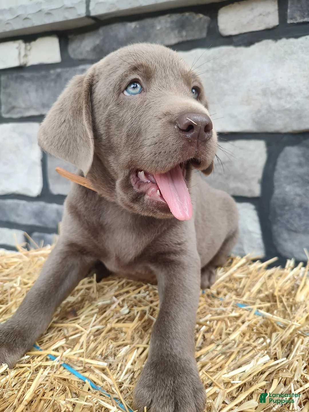 Labrador Retriever dogs for sale: Smasher - Ad 1