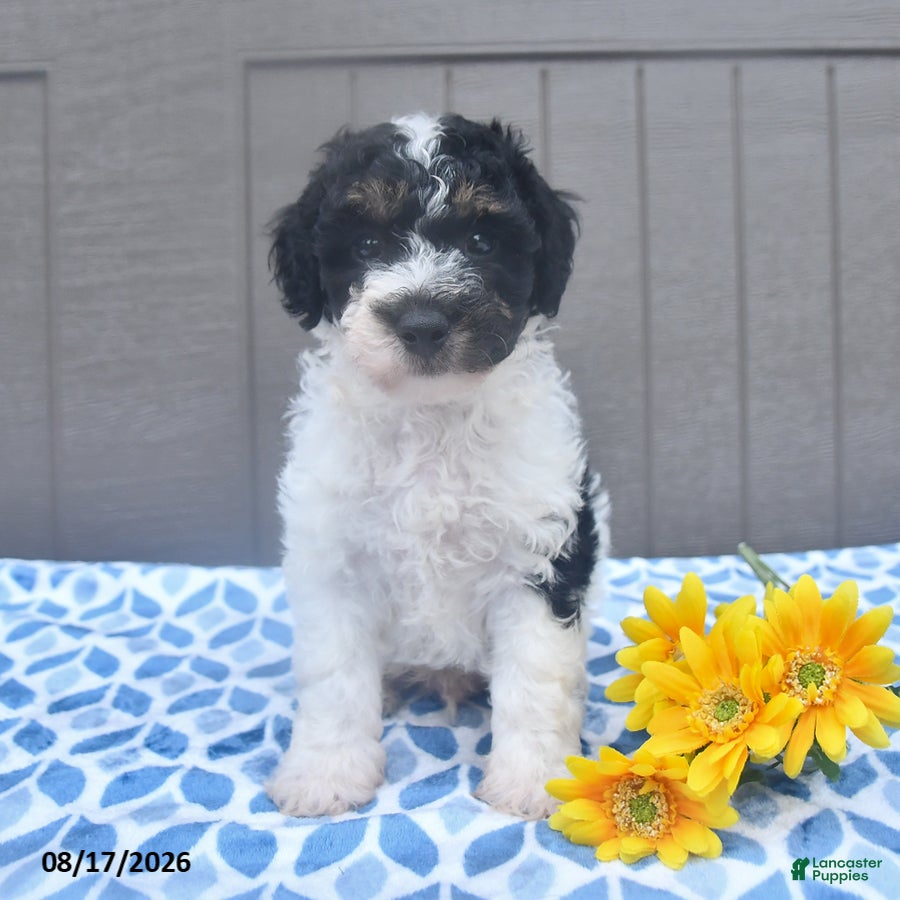 Bichpoo dogs Sparky - Ad 1