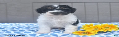 Sparky