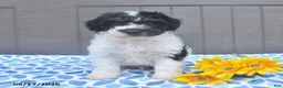 Bichpoo dogs for sale: Sparky - Ad 1