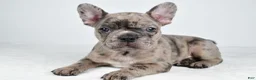 Frenchton dogs for sale: Frank - Ad 4