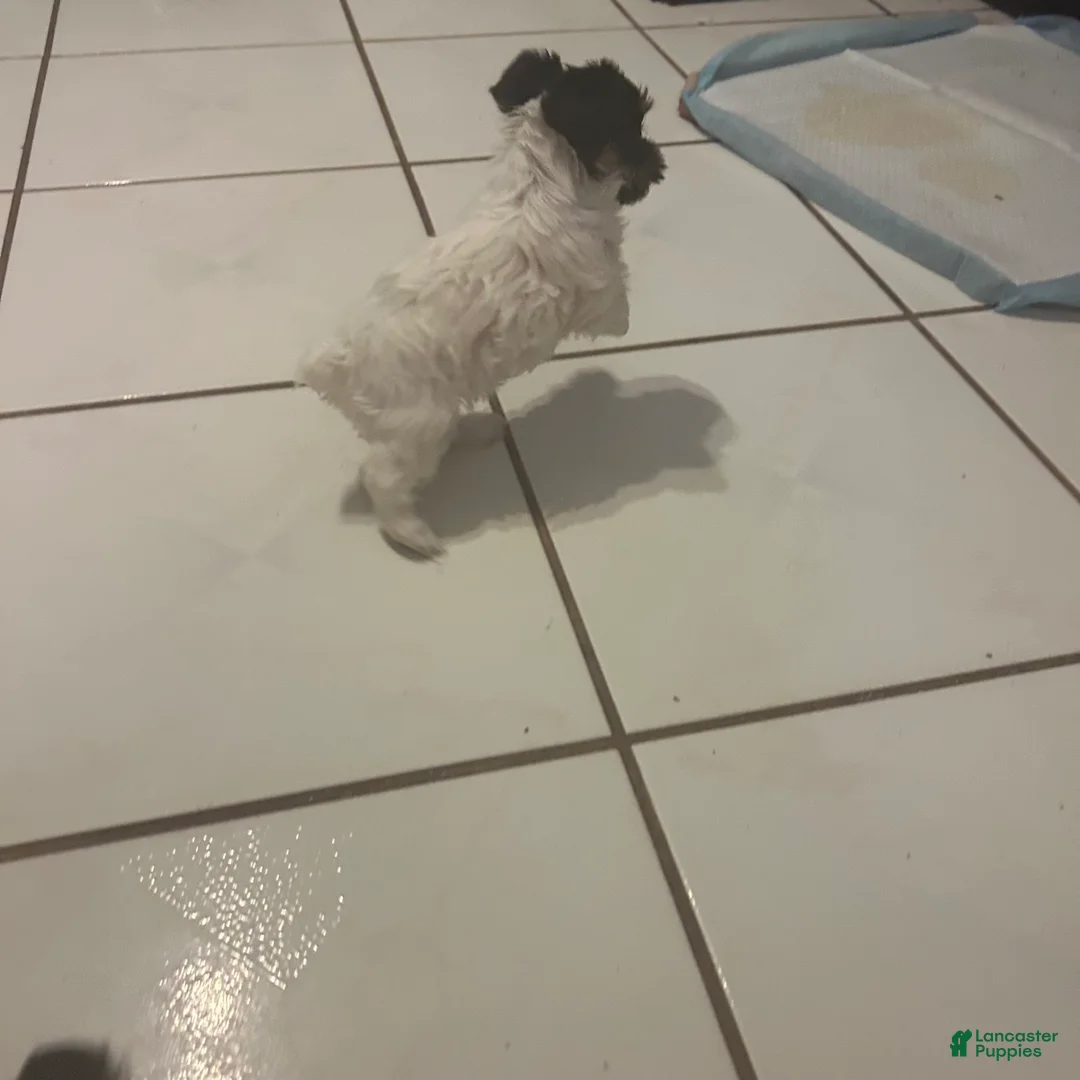 Yorkshire Terrier dogs for sale: Yorkshire Terrier Puppy 2 - Ad 2