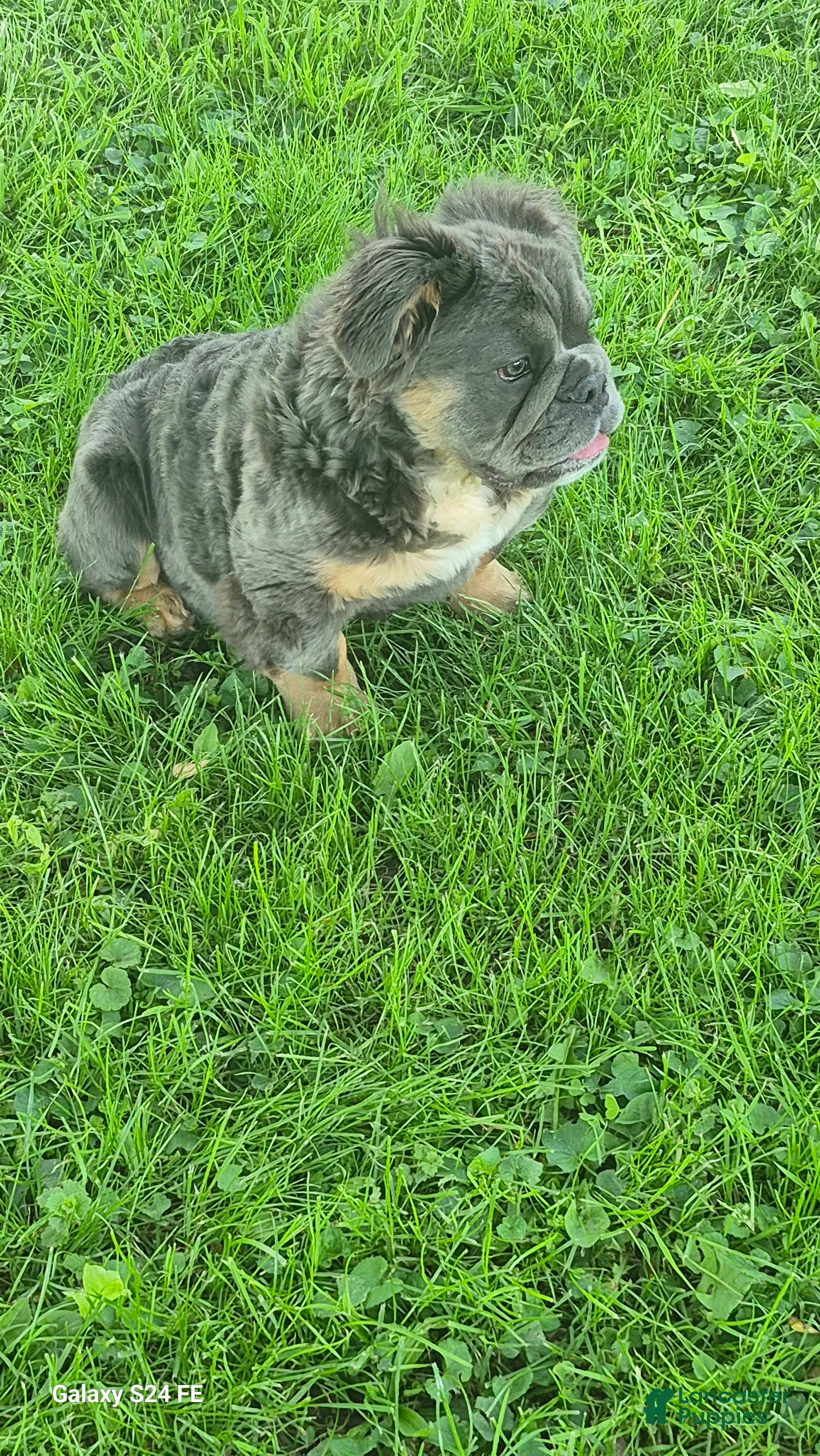 English Bulldog dogs Margo - Ad 2