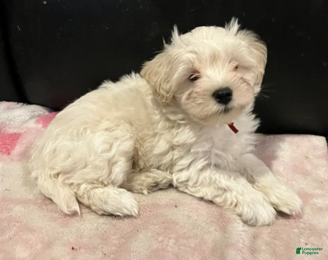 Miniature Schnauzer dogs for sale: Stevie (red collar) - Ad 8