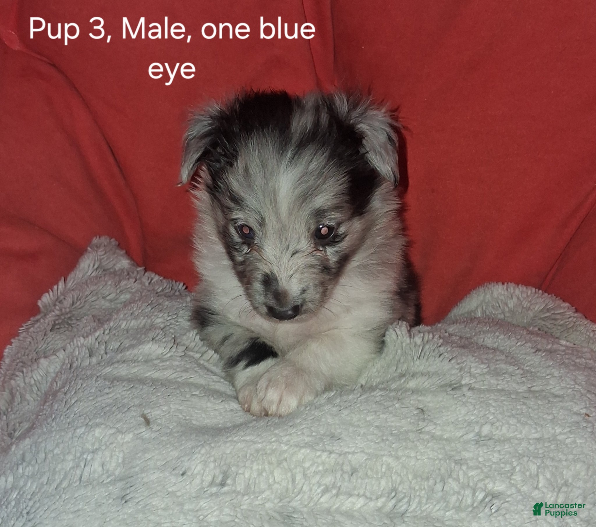 Shetland Sheepdog dogs Shetland Sheepdog Puppy 2 - Ad 3