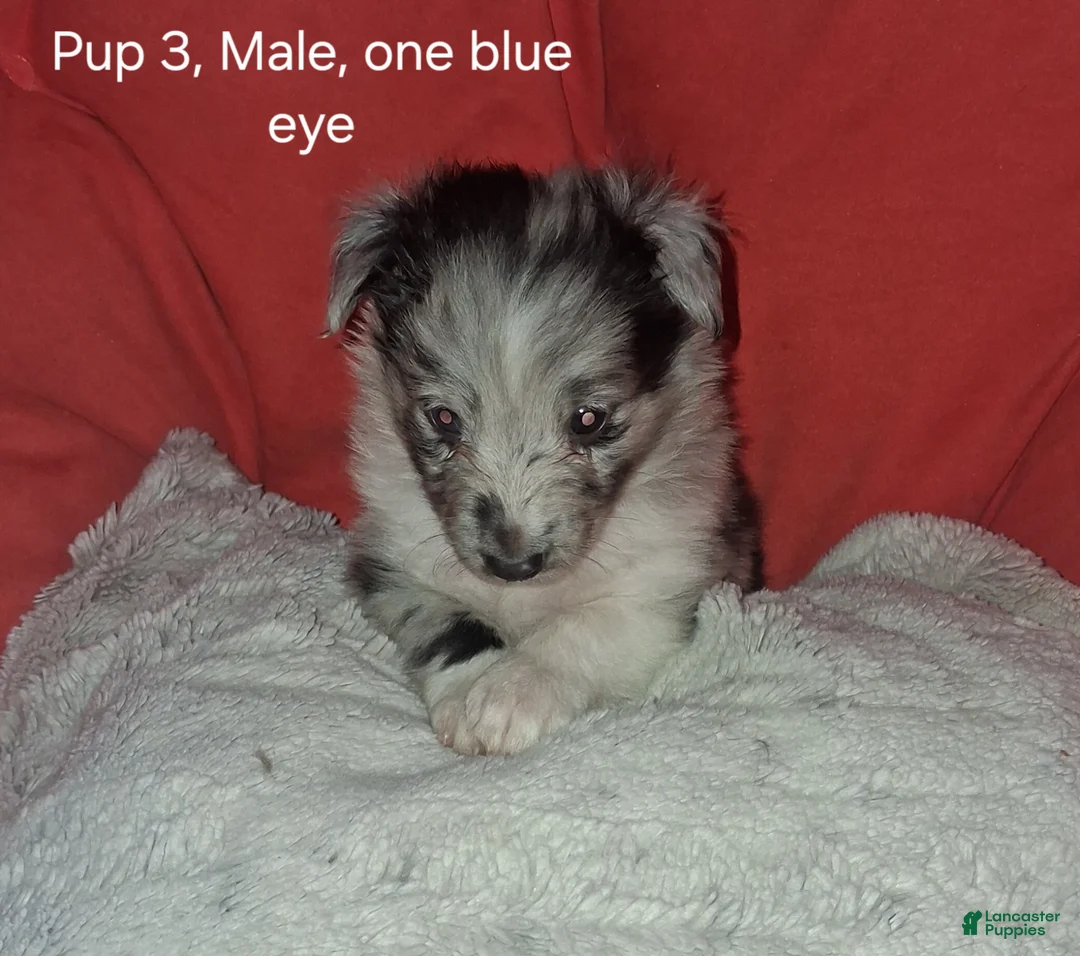 Shetland Sheepdog dogs for sale: Shetland Sheepdog Puppy 2 - Ad 1