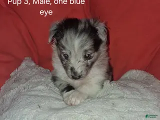 Shetland Sheepdog dogs Shetland Sheepdog Puppy 2 - Ad 3