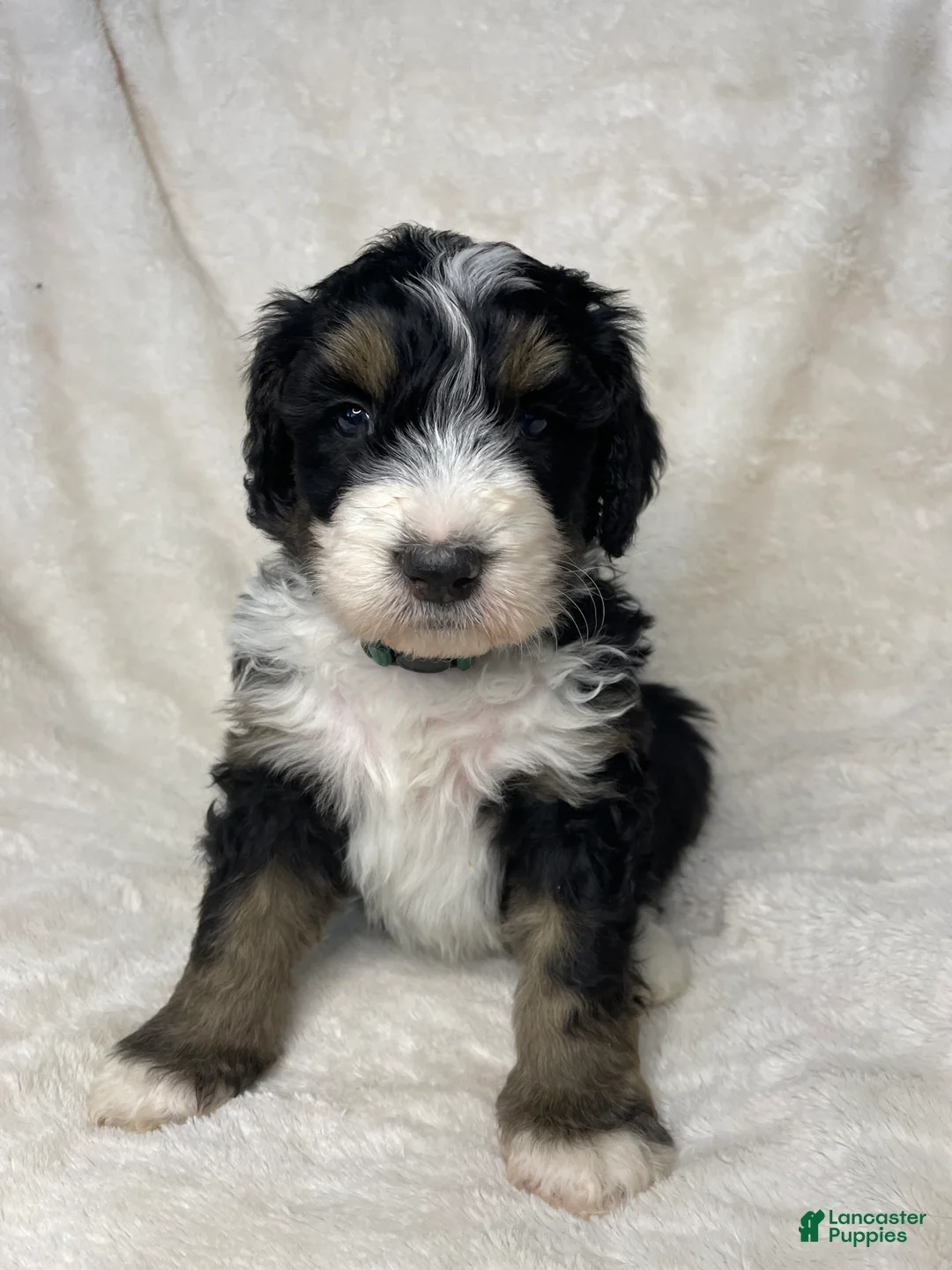 Bernedoodle dogs for sale: Bruno - Ad 2