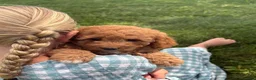 Cavapoo dogs for sale: Rose - Ad 3