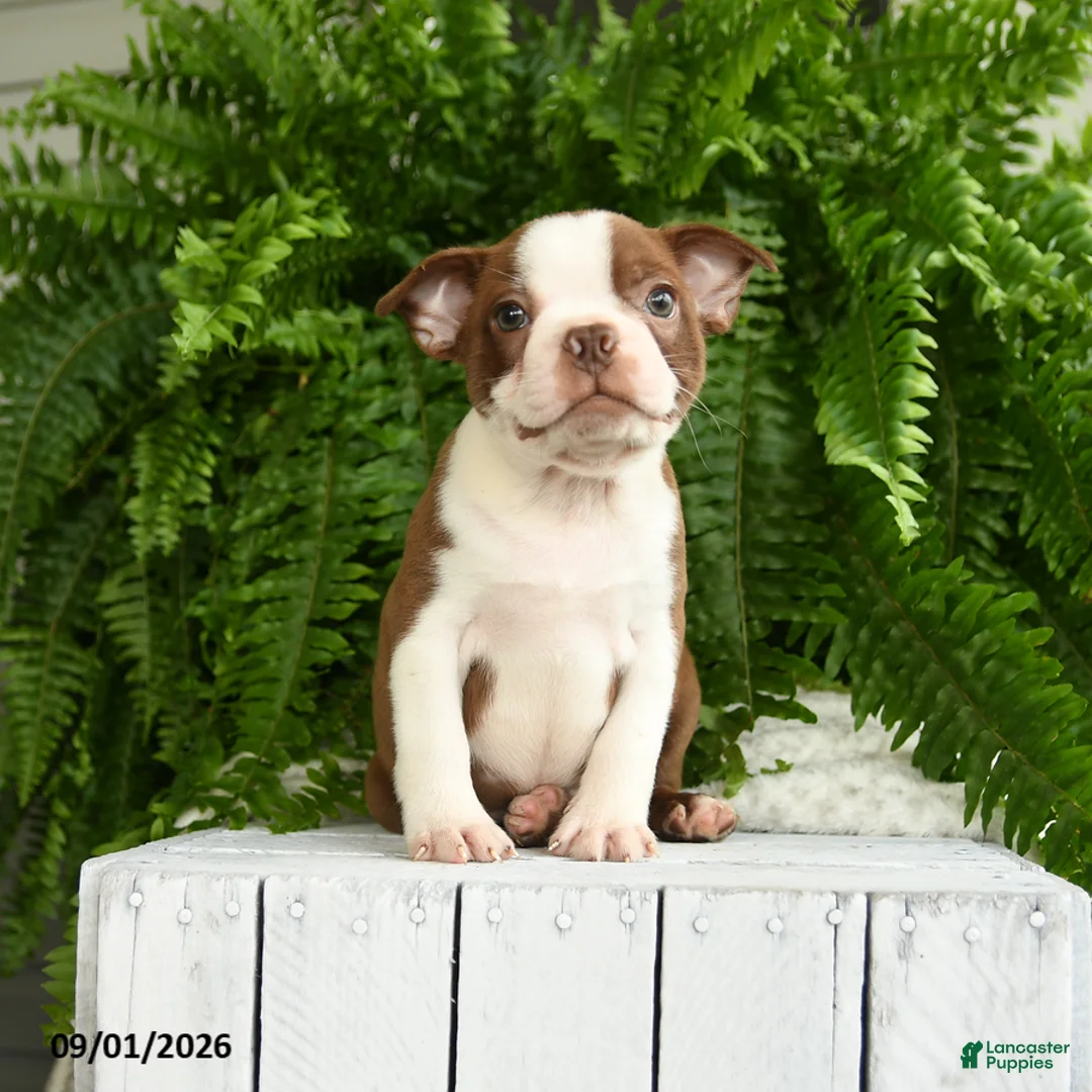 Boston Terrier dogs for sale: Zeus - Ad 1