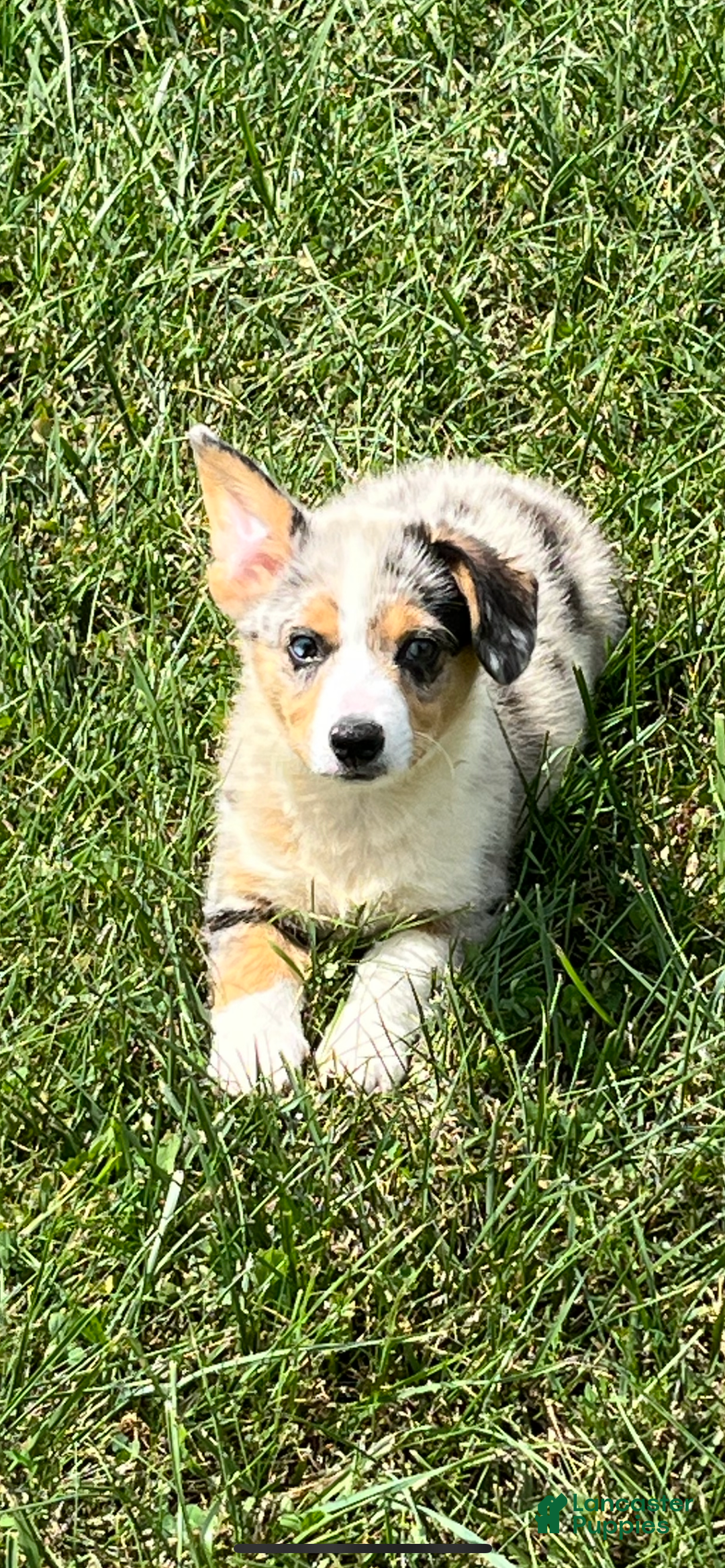 Gallery Image {{count}}