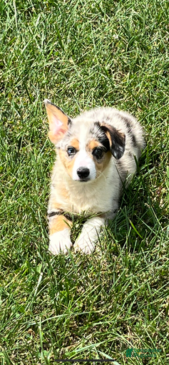 Gallery Image {{count}}