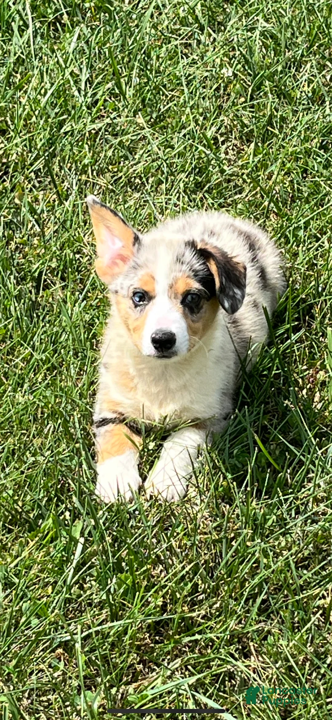 Gallery Image {{count}}