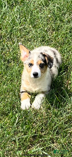 Gallery Image {{count}}