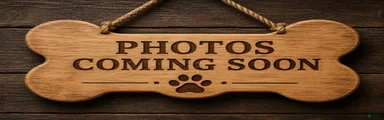 Shih Tzu 3
