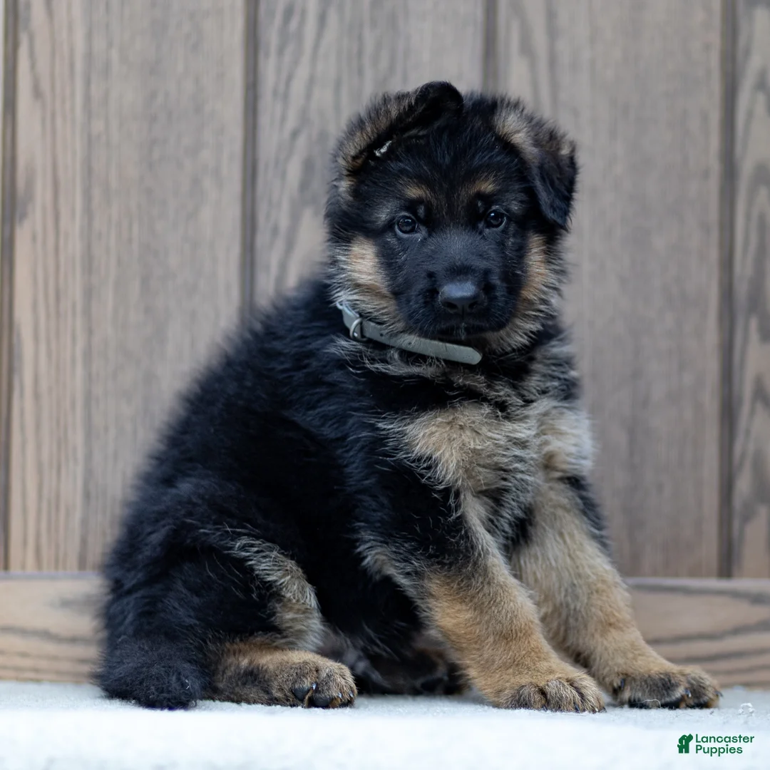 German Shepherd dogs for sale: Zeus - Ad 1