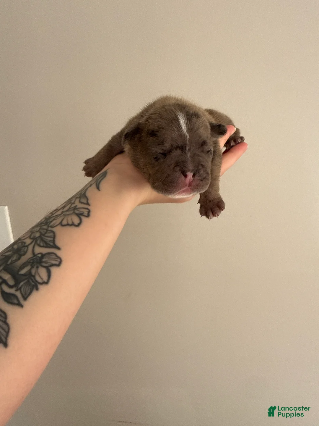 French Bulldog dogs for sale: French Bulldog Puppy 1 - Ad 1