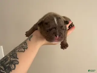 French Bulldog dogs for sale: French Bulldog Puppy 1 - Ad 3