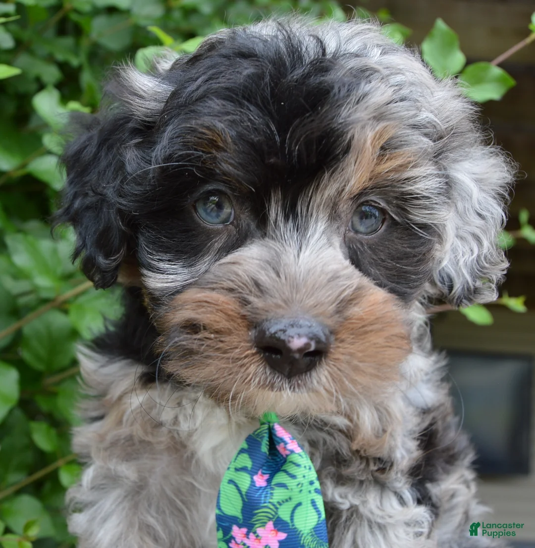 Mini Aussiedoodle dogs for sale: Mini Acher - Ad 1