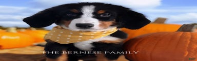 Bernese Mountain Dog Puppy 8
