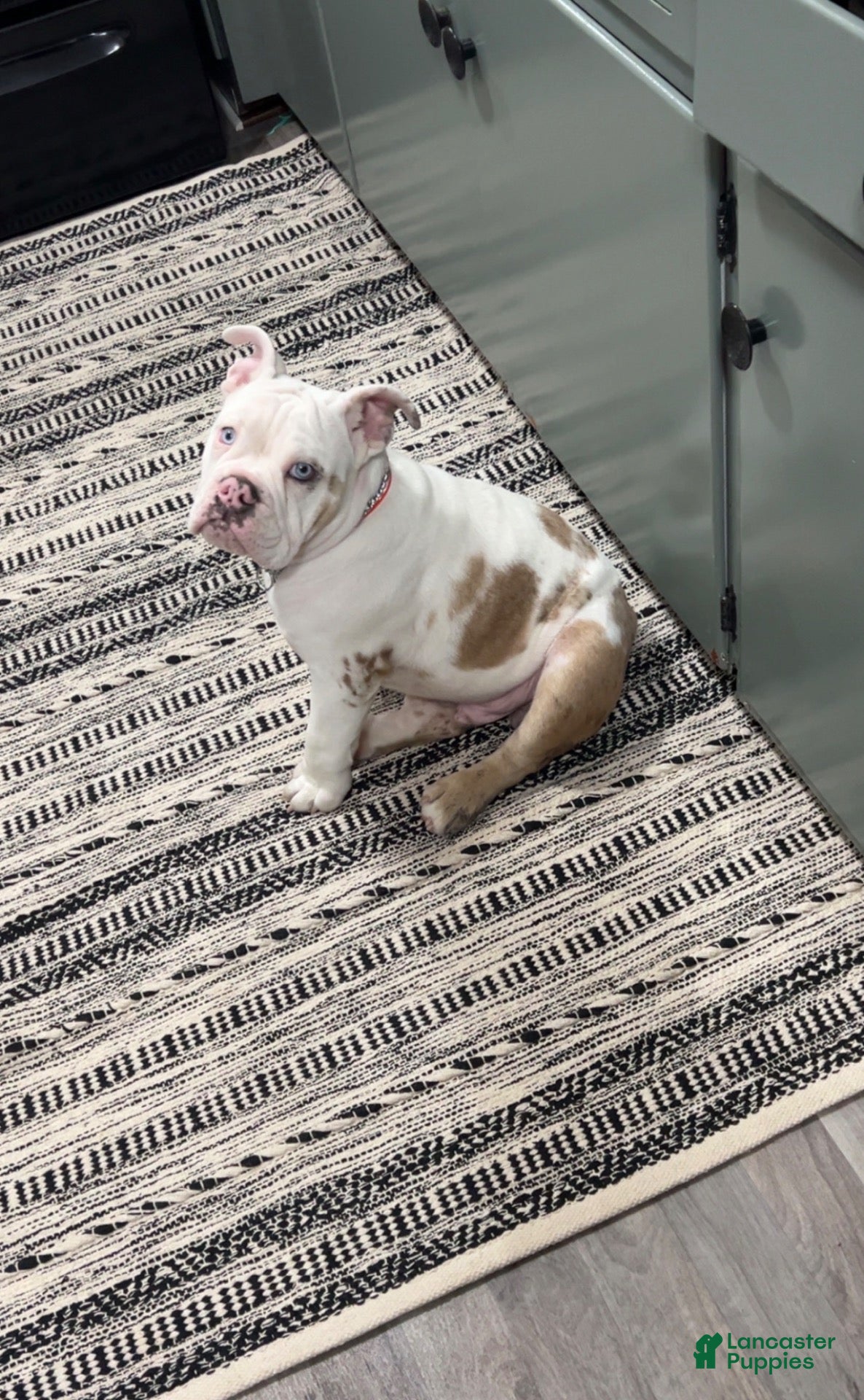 English Bulldog dogs English Bulldog 1 - Ad 1