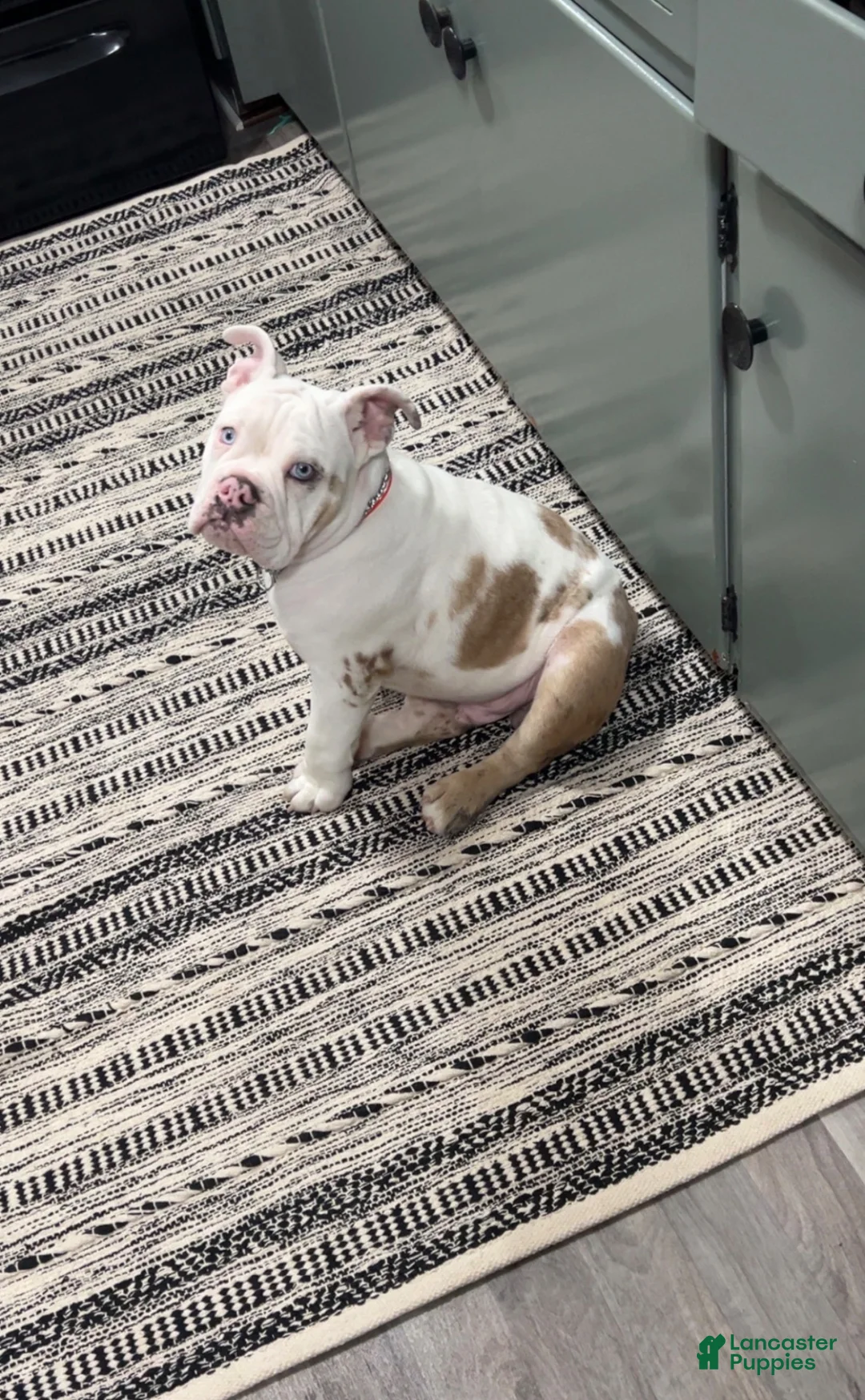 English Bulldog dogs for sale: English Bulldog 1 - Ad 1