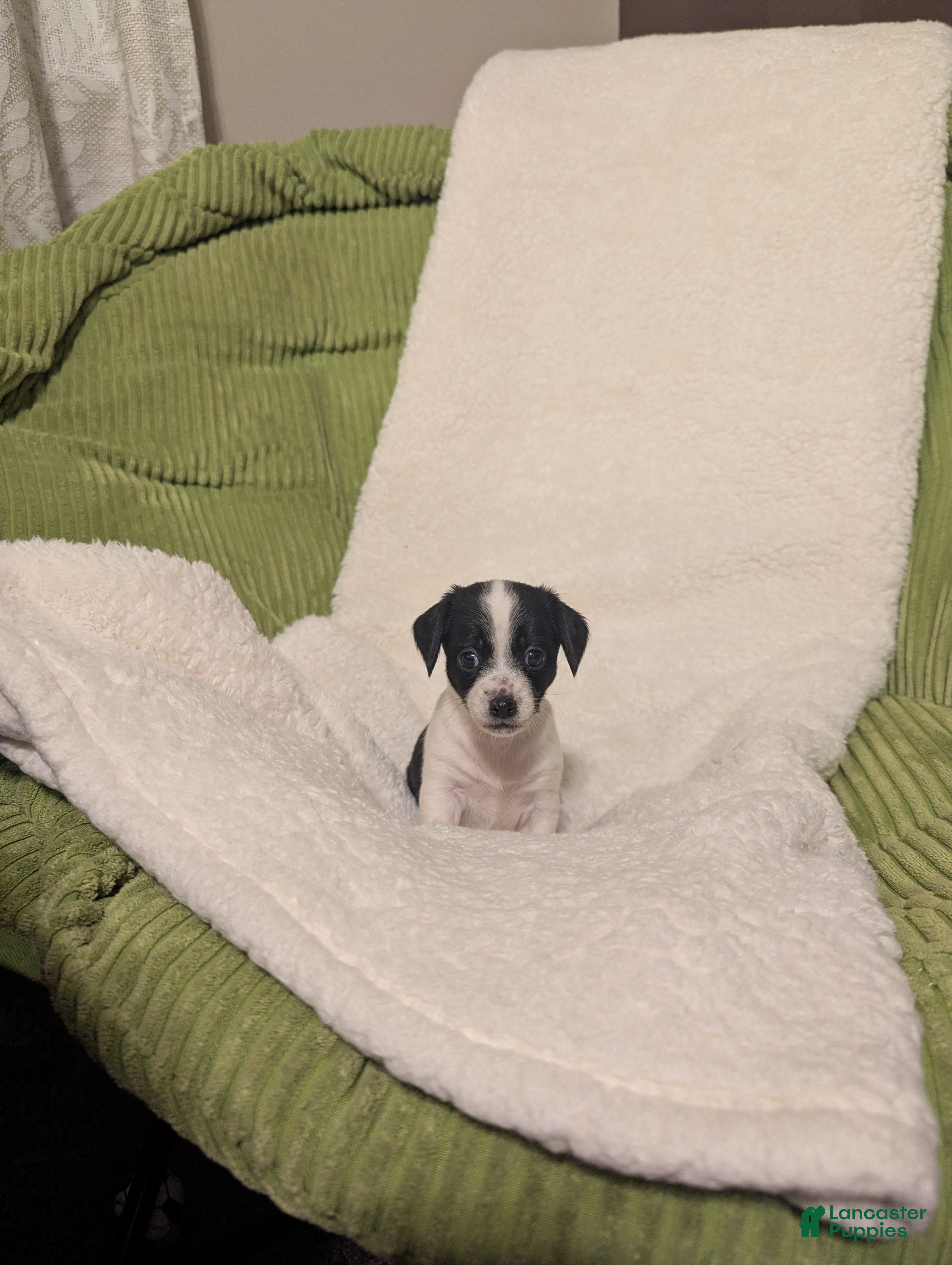 Mixed Breed dogs Poppie - Ad 40