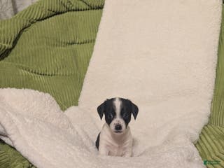 Mixed Breed dogs Poppie - Ad 40